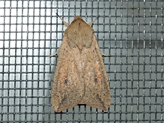 Mythimna convecta
