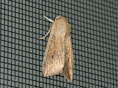 Mythimna convecta