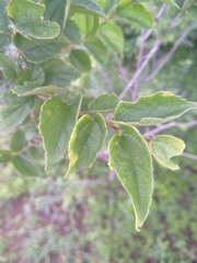 Celtis africana