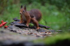 Sciurus vulgaris