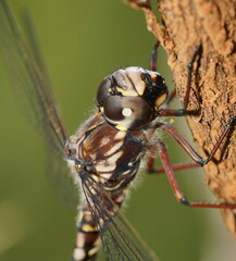Austroaeschna atrata