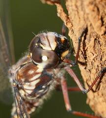 Austroaeschna atrata