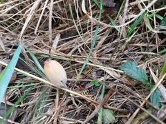 Coprinellus