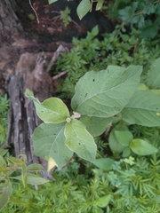 Solanum campylacanthum
