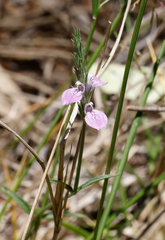 Rostellularia adscendens