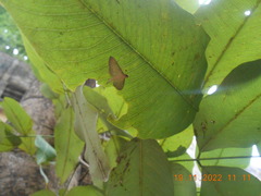 Tatobotys