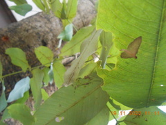 Tatobotys