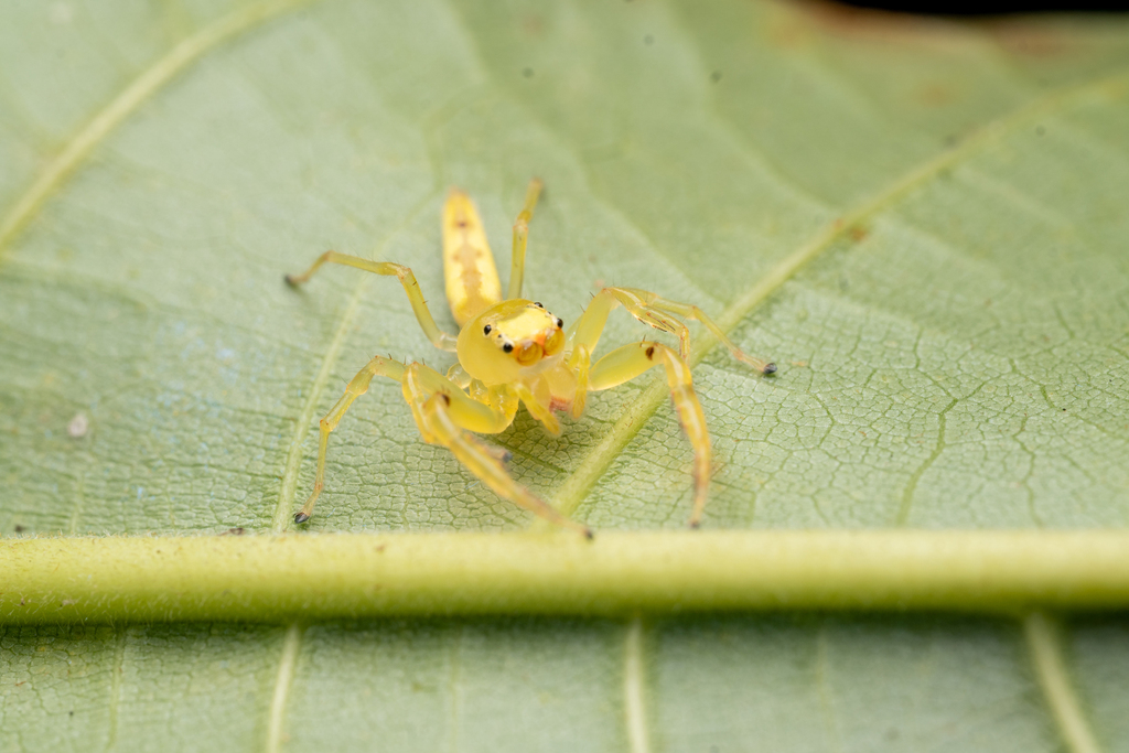 Stagetillus