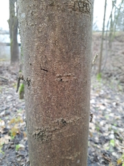 Fraxinus excelsior