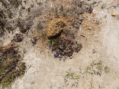Limonium kraussianum