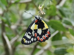 Delias aganippe