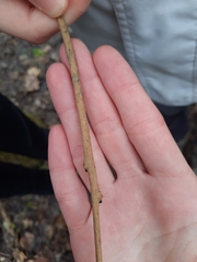 Fraxinus excelsior