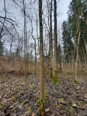 Fraxinus excelsior