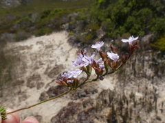 Limonium kraussianum