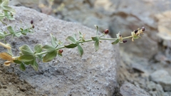 Galium grayanum grayanum