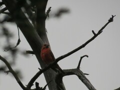 Loxia pytyopsittacus