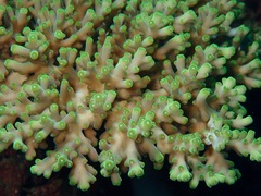 Acropora loripes