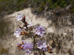 Limonium kraussianum
