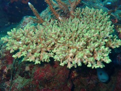 Acropora loripes
