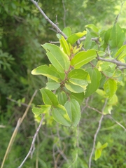 Ziziphus mucronata