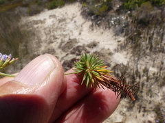 Limonium kraussianum