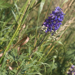 Delphinium cuneatum