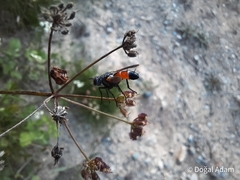 Cylindromyia intermedia