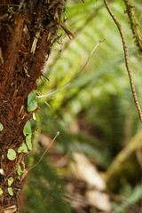 Corybas grumulus