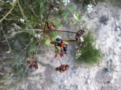 Cylindromyia intermedia