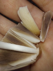 Coprinellus