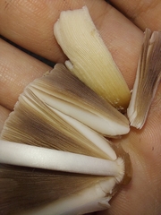 Coprinellus