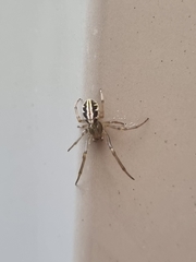 Phonognatha graeffei