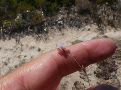 Limonium anthericoides