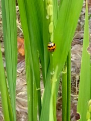 Coccinellinae