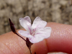 Limonium anthericoides