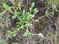 Justicia anagalloides