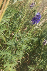 Delphinium cuneatum