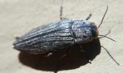 Buprestis lyrata