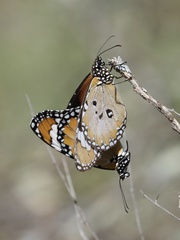 Danaus petilia