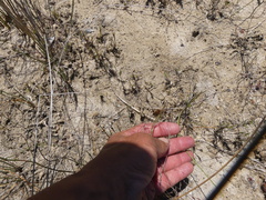 Limonium anthericoides