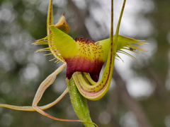 Caladenia lobata