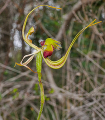 Caladenia lobata
