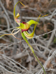 Caladenia lobata