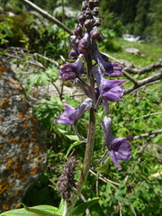 Aconitum leucostomum