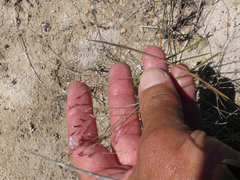Limonium anthericoides