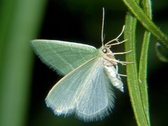 Microloxia ruficornis