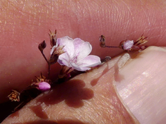 Limonium anthericoides