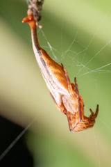 Arachnura