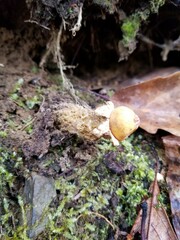 Calostoma lutescens