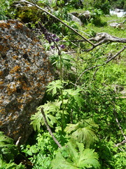 Aconitum leucostomum